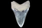 Serrated, Lower Megalodon Tooth - Very Light Tooth #86075-2